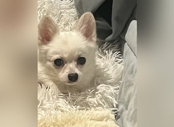 Maeve sucht ein liebevolles Zuhause