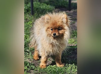 Chester ist ein quirliger, kleiner Kerl