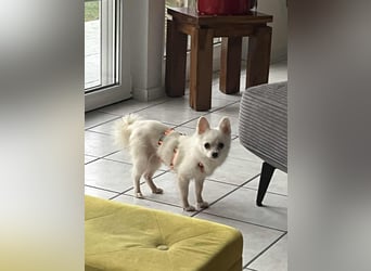 Maeve sucht ein liebevolles Zuhause