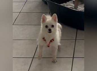 Maeve sucht ein liebevolles Zuhause