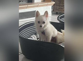 Maeve sucht ein liebevolles Zuhause