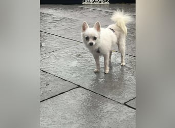 Maeve sucht ein liebevolles Zuhause