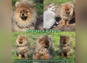 Chester ist ein quirliger, kleiner Kerl