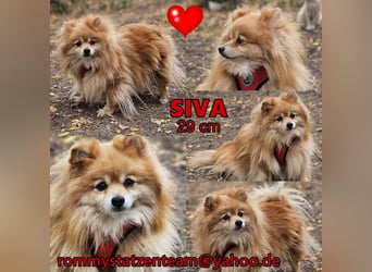 Siva ist fast immer gut gelaunt