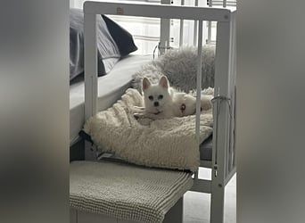 Maeve sucht ein liebevolles Zuhause