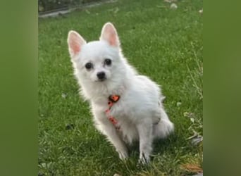 Maeve sucht ein liebevolles Zuhause