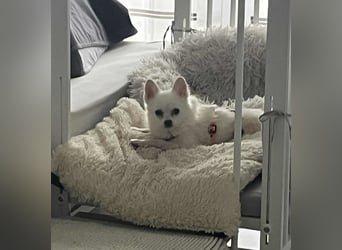 Maeve sucht ein liebevolles Zuhause