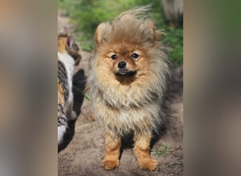 Chester ist ein quirliger, kleiner Kerl