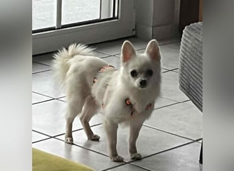 Maeve sucht ein liebevolles Zuhause