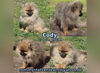 Cody ist ein quirliger, kleiner Kerl