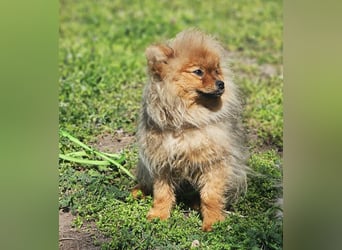 Chester ist ein quirliger, kleiner Kerl