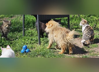 Chester ist ein quirliger, kleiner Kerl