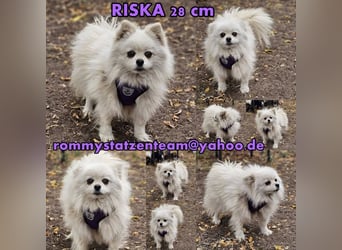Riska ist eine ehemalige Vermehrerhündin