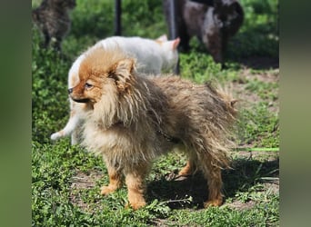 Chester ist ein quirliger, kleiner Kerl