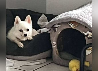 Maeve sucht ein liebevolles Zuhause