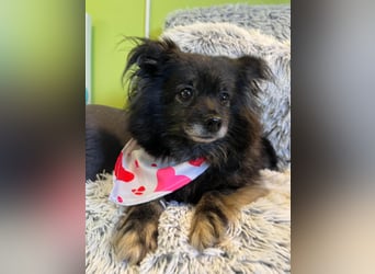 Ruhige Ria sucht Streicheleinheiten