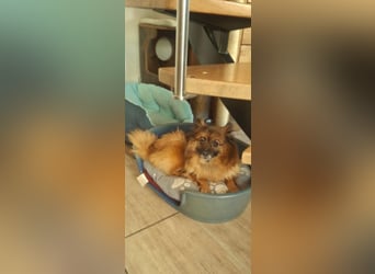 Riley, süße Kleinspitzmischlings Hündin geb. 2020