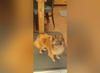 Riley, süße Kleinspitzmischlings Hündin geb. 2020