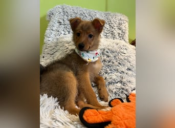 Lucky, süßer verspielter Spitzjunge