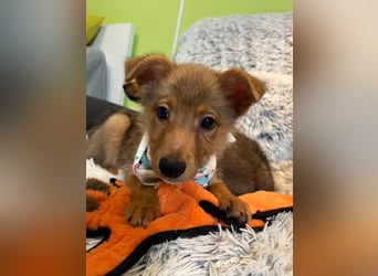 Lucky, süßer verspielter Spitzjunge