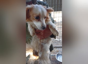 Pici, schüchterner Spitz Mischling geb. 2024