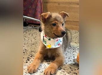 Lucky, süßer verspielter Spitzjunge