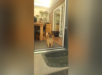 Riley, süße Kleinspitzmischlings Hündin geb. 2020