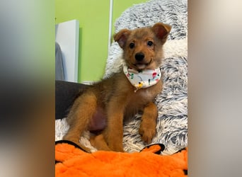 Lucky, süßer verspielter Spitzjunge