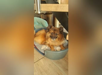 Riley, süße Kleinspitzmischlings Hündin geb. 2020