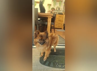 Riley, süße Kleinspitzmischlings Hündin geb. 2020