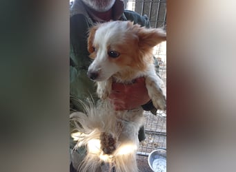 Pici, schüchterner Spitz Mischling geb. 2024