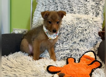 Lucky, süßer verspielter Spitzjunge