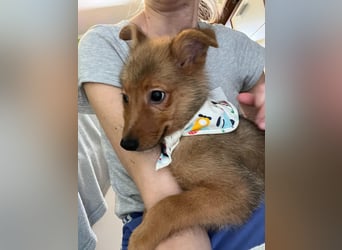 Lucky, süßer verspielter Spitzjunge