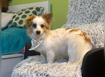 Pici, schüchterner Spitz Mischling geb. 2024