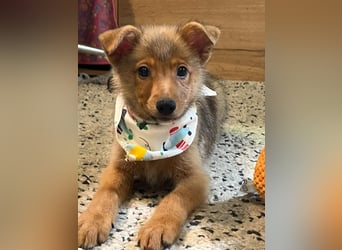 Lucky, süßer verspielter Spitzjunge