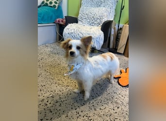 Pici, schüchterner Spitz Mischling geb. 2024