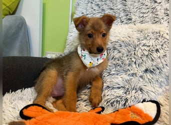 Lucky, süßer verspielter Spitzjunge