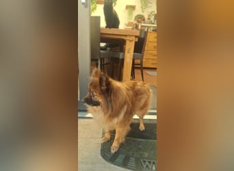 Riley, süße Kleinspitzmischlings Hündin geb. 2020