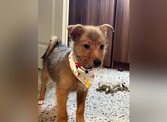 Lucky, süßer verspielter Spitzjunge