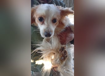 Pici, schüchterner Spitz Mischling geb. 2024