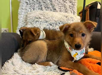 Lucky, süßer verspielter Spitzjunge