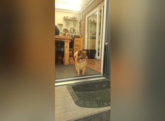 Riley, süße Kleinspitzmischlings Hündin geb. 2020