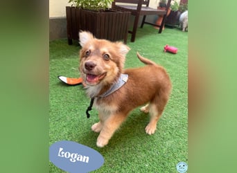 Logan - kleiner Spitzbube