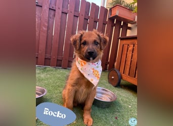 Rocko - lebhaft und verspielt