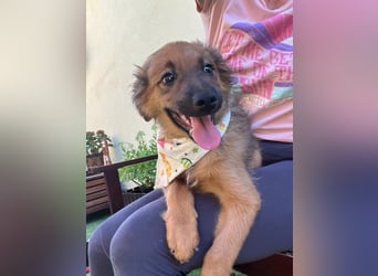 Rocko - lebhaft und verspielt