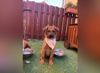 Rocko - lebhaft und verspielt