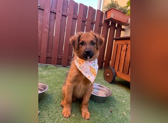 Rocko - lebhaft und verspielt