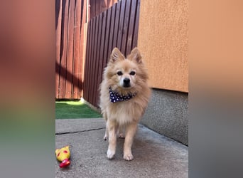 Gismo - ruhig und liebevoll