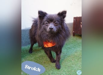 Strolch - noch zurückhaltend