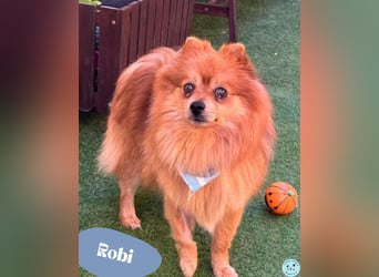 Robi - freundlich, aufgeschlossen 